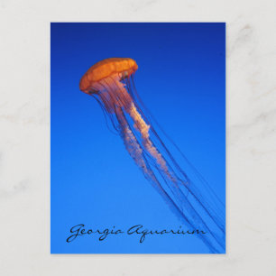 Georgia Aquarium Jellyfish Postkarte