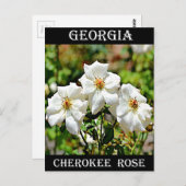 Georgia Cherokee Rose 2 Postkarte (Vorne/Hinten)