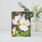 Georgia Cherokee Rose Postkarte (Stehend Vorderseite)