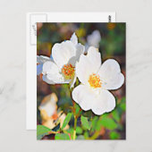 Georgia Cherokee Rose Postkarte (Vorne/Hinten)