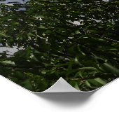 Georgia Peach Tree Fluffy White Clouds Poster (Ecke)