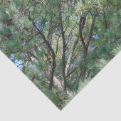 Georgia Pine Tree Branches 074 Seidenpapier (Ausschnitt)