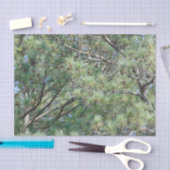 Georgia Pine Tree Branches 074 Seidenpapier (Handwerk)