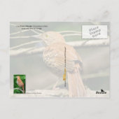 Georgia Staat Bird - Brown Thrasher Postkarte (Rückseite)