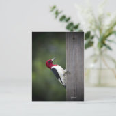 Georgia Woodpecker Postkarte (Stehend Vorderseite)