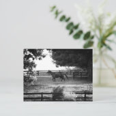 Georgien Pferd läuft im Sommer Postkarte (Stehend Vorderseite)