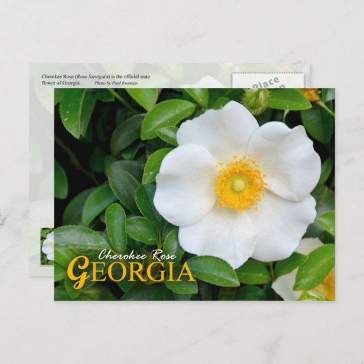 Georgien Staat Blume: Cherokee Rose Postkarte (Vorne/Hinten)