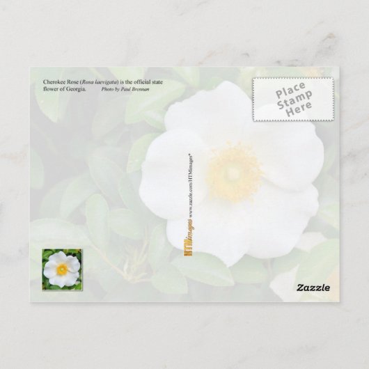 Georgien Staat Blume: Cherokee Rose Postkarte (Rückseite)