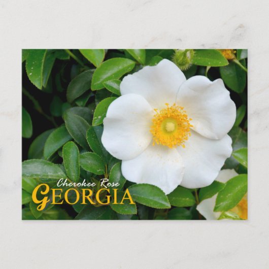Georgien Staat Blume: Cherokee Rose Postkarte (Vorderseite)