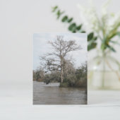 Georgiens Sumpf Postkarte (Stehend Vorderseite)