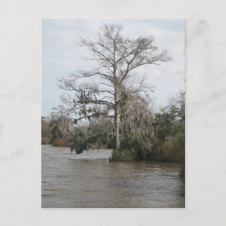Georgiens Sumpf Postkarte