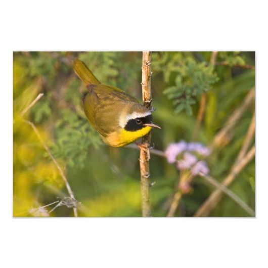Geothlypis trichas), männlich, fotodruck (Vorne)