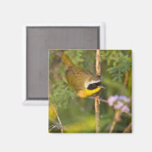 Geothlypis trichas), männlich, magnet (Vorderseite/Rückseite)