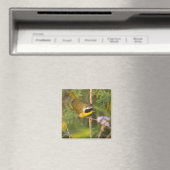 Geothlypis trichas), männlich, magnet (In Situ (Geschirrspüler))