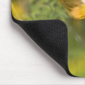 Geothlypis trichas), männlich, mousepad (Ecke)