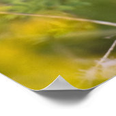 Geothlypis trichas), männlich, poster (Ecke)