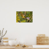 Geothlypis trichas), männlich, poster (Küche)