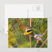 Geothlypis trichas), männlich, postkarte (Vorne/Hinten)