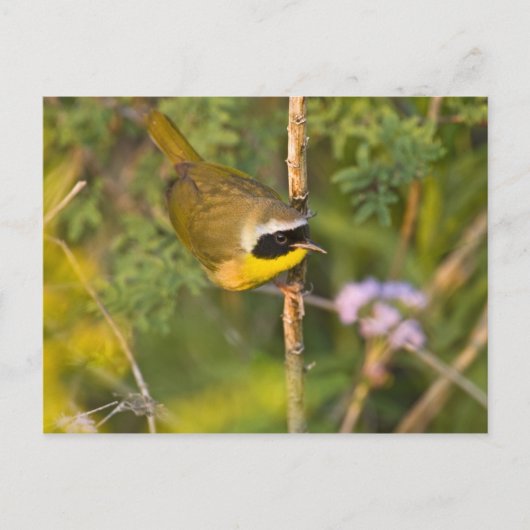 Geothlypis trichas), männlich, postkarte (Vorderseite)
