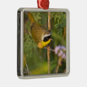 Geothlypis trichas), männlich, silbernes ornament (Rechts)