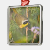 Geothlypis trichas), männlich, silbernes ornament (Links)