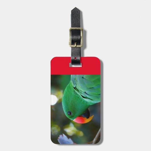 Gepäckanhänger mit Eclectus Papageien (Vorderseite vertikal)