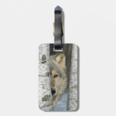 Gepäckumbau mit Foto des grauen Wolfs in den Gepäckanhänger (Rückseite vertikal)