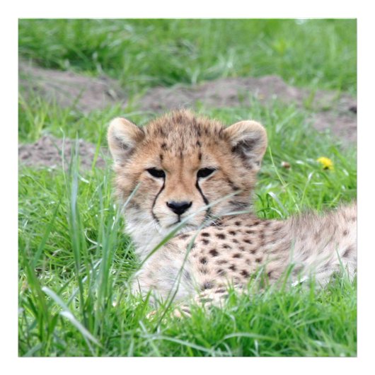 Gepard20150904 Fotodruck (Vorne)