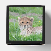 Gepard20150904 Geschenkschachtel (Oben)