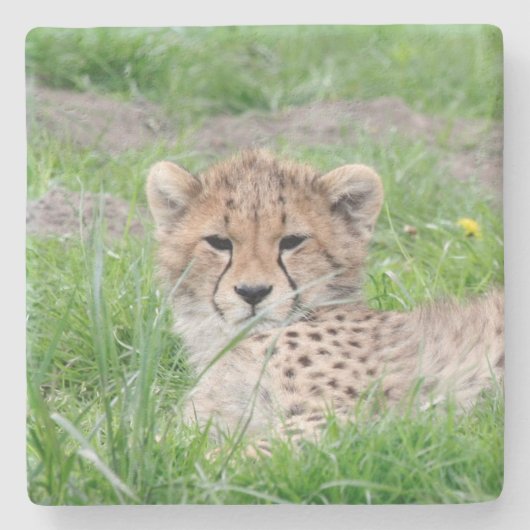 Gepard20150904 Steinuntersetzer (Vorderseite)