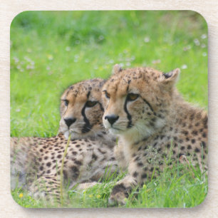 Gepard 001 getränkeuntersetzer