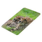 Gepard 001 magnet (Linke Seite)