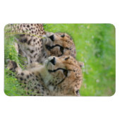 Gepard 001 magnet (Horizontal)