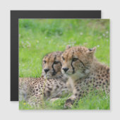 Gepard 001 magnetkarte (Vorne/Hinten)