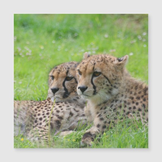 Gepard 001 magnetkarte (Vorderseite)