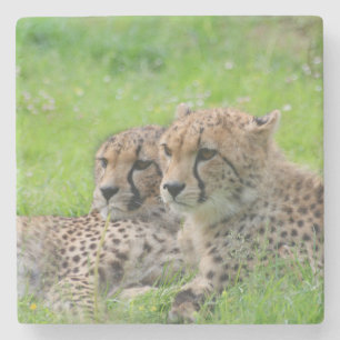 Gepard 001 steinuntersetzer