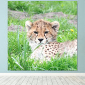 Gepard 002 leinwanddruck (Insitu (Holzboden))