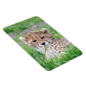Gepard 002 magnet (Rechte Seite)