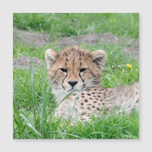 Gepard 002 magnetkarte