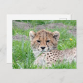 Gepard 002 postkarte (Vorne/Hinten)