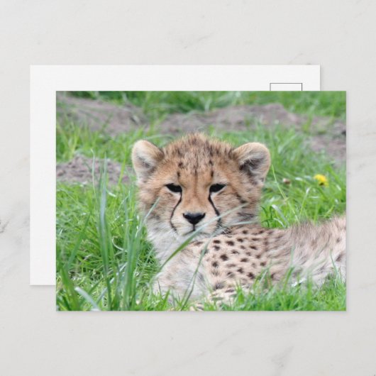 Gepard 002 postkarte (Vorne/Hinten)