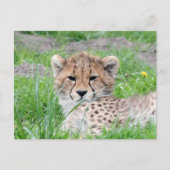 Gepard 002 postkarte (Vorderseite)