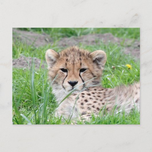 Gepard 002 postkarte (Vorderseite)