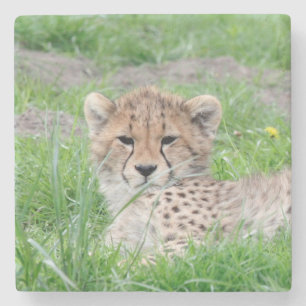 Gepard 002 steinuntersetzer