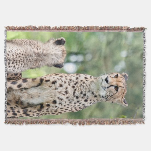 Gepard 004 decke (Vorderseite)