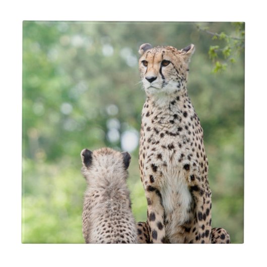 Gepard 004 fliese (Vorderseite)