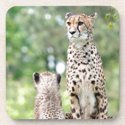 Gepard 004 getränkeuntersetzer (Vorderseite)