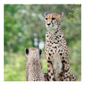 Gepard 004 poster (Vorderseite)