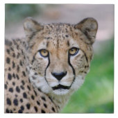 Gepard 009 fliese (Vorderseite)