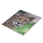 Gepard 009 fliese (Seite)